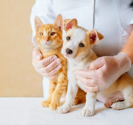 What Happens in an Animal Hospital in Charlotte NC?